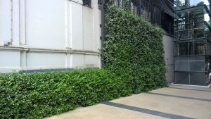 Green walls and living walls