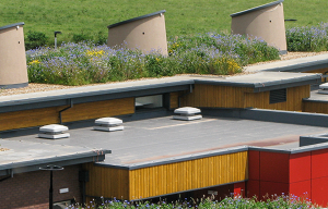 ICB Green Roofs